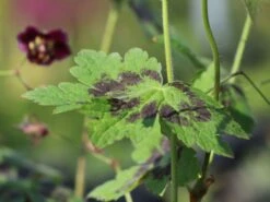 Brauner Storchschnabel 'Samobor' 19 Brauner Storchschnabel 'Samobor' -Günstiges Erd Seele Geschäft brauner storchschnabel samobor m077692 w 0