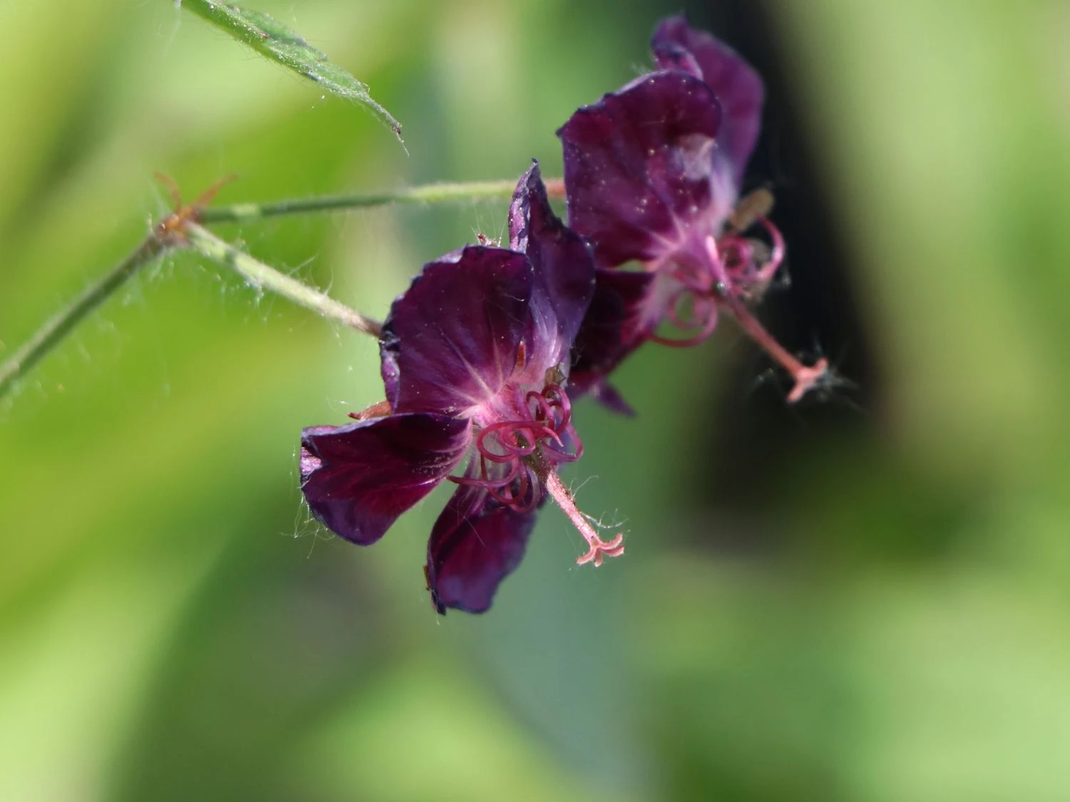 Brauner Storchschnabel 'Samobor' 7 Brauner Storchschnabel 'Samobor' – Bild 5