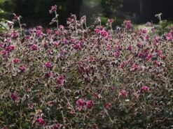 Brauner Storchschnabel 'Samobor' 16 Brauner Storchschnabel 'Samobor' -Günstiges Erd Seele Geschäft brauner storchschnabel samobor m077692 w 3