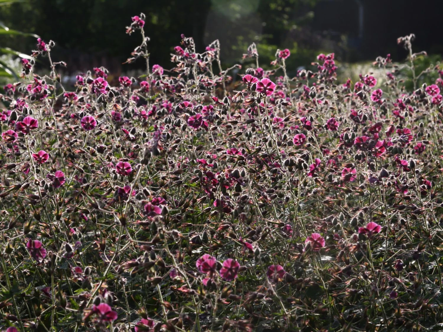 Brauner Storchschnabel 'Samobor' 6 Brauner Storchschnabel 'Samobor' – Bild 4