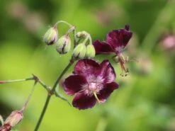 Brauner Storchschnabel 'Samobor' 18 Brauner Storchschnabel 'Samobor' -Günstiges Erd Seele Geschäft brauner storchschnabel samobor m077692 w 4