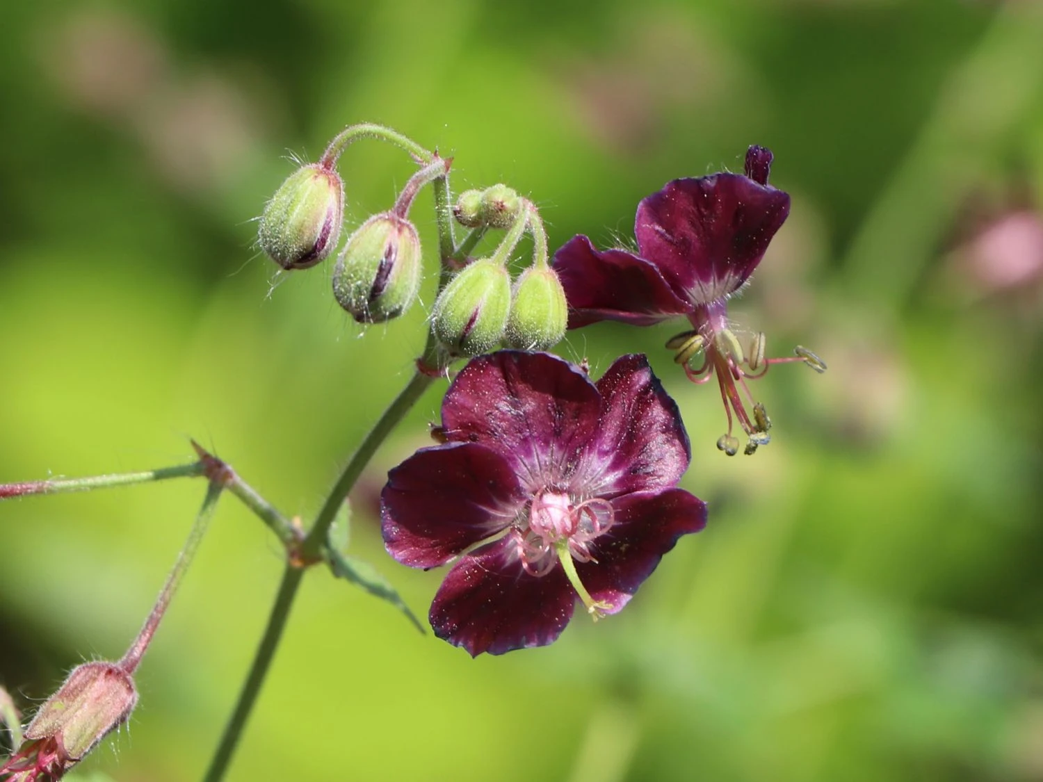 Brauner Storchschnabel 'Samobor' 8 Brauner Storchschnabel 'Samobor' – Bild 6