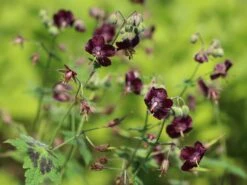 Brauner Storchschnabel 'Samobor' 20 Brauner Storchschnabel 'Samobor' -Günstiges Erd Seele Geschäft brauner storchschnabel samobor m077692 w 5