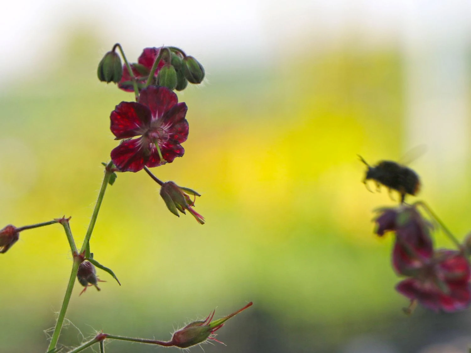 Brauner Storchschnabel 'Samobor' 11 Brauner Storchschnabel 'Samobor' – Bild 9