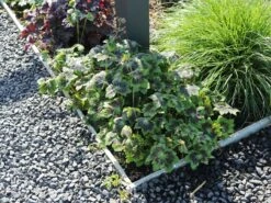 Brauner Storchschnabel 'Samobor' 23 Brauner Storchschnabel 'Samobor' -Günstiges Erd Seele Geschäft brauner storchschnabel samobor m077692 w 7