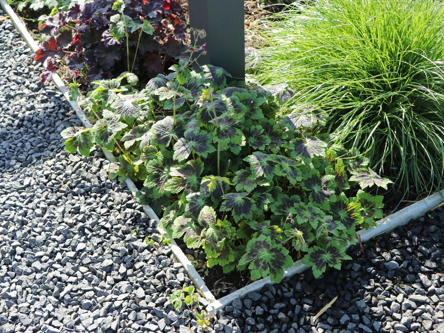 Brauner Storchschnabel 'Samobor' 13 Brauner Storchschnabel 'Samobor' – Bild 11