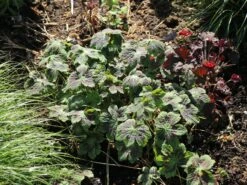 Brauner Storchschnabel 'Samobor' 14 Brauner Storchschnabel 'Samobor' -Günstiges Erd Seele Geschäft brauner storchschnabel samobor m077692 w 8