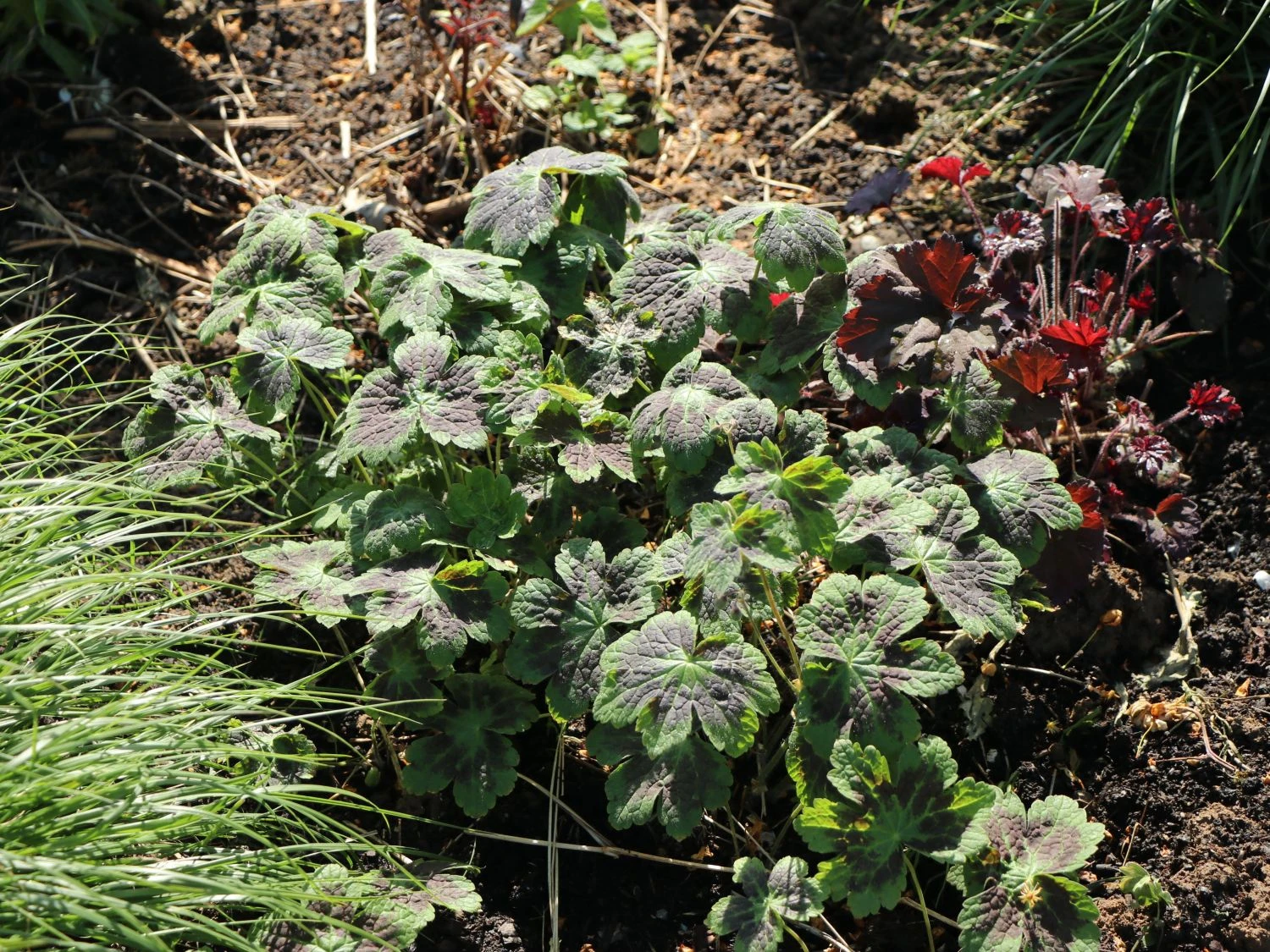 Brauner Storchschnabel 'Samobor' 4 Brauner Storchschnabel 'Samobor' – Bild 2