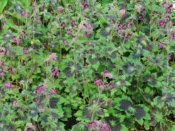 Brauner Storchschnabel 'Samobor' 15 Brauner Storchschnabel 'Samobor' -Günstiges Erd Seele Geschäft brauner storchschnabel samobor m077692 w 9