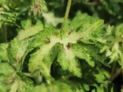 Brauner Storchschnabel 'Springtime' -Günstiges Erd Seele Geschäft brauner storchschnabel springtime m058623 w 2