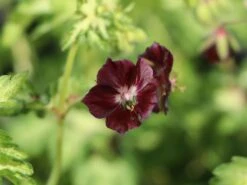 Brauner Storchschnabel 'Springtime' -Günstiges Erd Seele Geschäft brauner storchschnabel springtime m058623 w 3