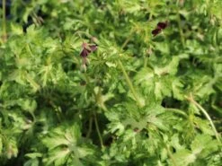 Brauner Storchschnabel 'Springtime' -Günstiges Erd Seele Geschäft brauner storchschnabel springtime m058623 w 5