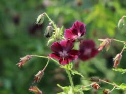 Brauner Storchschnabel 'Springtime' -Günstiges Erd Seele Geschäft brauner storchschnabel springtime m058623 w 6