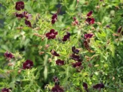 Brauner Storchschnabel 'Springtime' -Günstiges Erd Seele Geschäft brauner storchschnabel springtime m058623 w 9