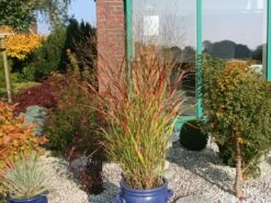 Braunrote Ruten-Hirse 'Hänse Herms' -Günstiges Erd Seele Geschäft braunrote ruten hirse haense herms m009065 w 0