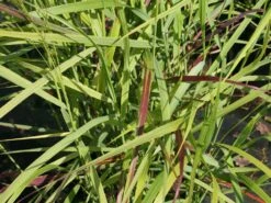 Braunrote Ruten-Hirse 'Hänse Herms' -Günstiges Erd Seele Geschäft braunrote ruten hirse haense herms m009065 w 1