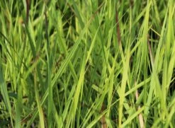 Braunrote Ruten-Hirse 'Hänse Herms' -Günstiges Erd Seele Geschäft braunrote ruten hirse haense herms m009065 w 2