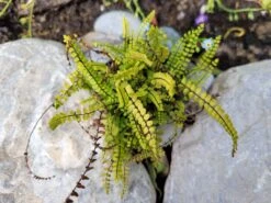 Braunstieliger Streifenfarn -Günstiges Erd Seele Geschäft braunstieliger streifenfarn m009093 1472356 0