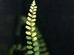 Braunstieliger Streifenfarn -Günstiges Erd Seele Geschäft braunstieliger streifenfarn m009093 w 0