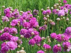 Breitblättrige Grasnelke 'Ballerina Lilac' 13 Breitblättrige Grasnelke 'Ballerina Lilac' -Günstiges Erd Seele Geschäft breitblaettrige grasnelke ballerina lilac m074081 w 0