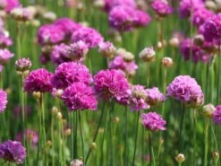 Breitblättrige Grasnelke 'Ballerina Lilac' 15 Breitblättrige Grasnelke 'Ballerina Lilac' -Günstiges Erd Seele Geschäft breitblaettrige grasnelke ballerina lilac m074081 w 1