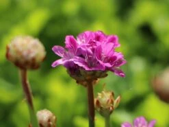 Breitblättrige Grasnelke 'Ballerina Lilac' 12 Breitblättrige Grasnelke 'Ballerina Lilac' -Günstiges Erd Seele Geschäft breitblaettrige grasnelke ballerina lilac m074081 w 2