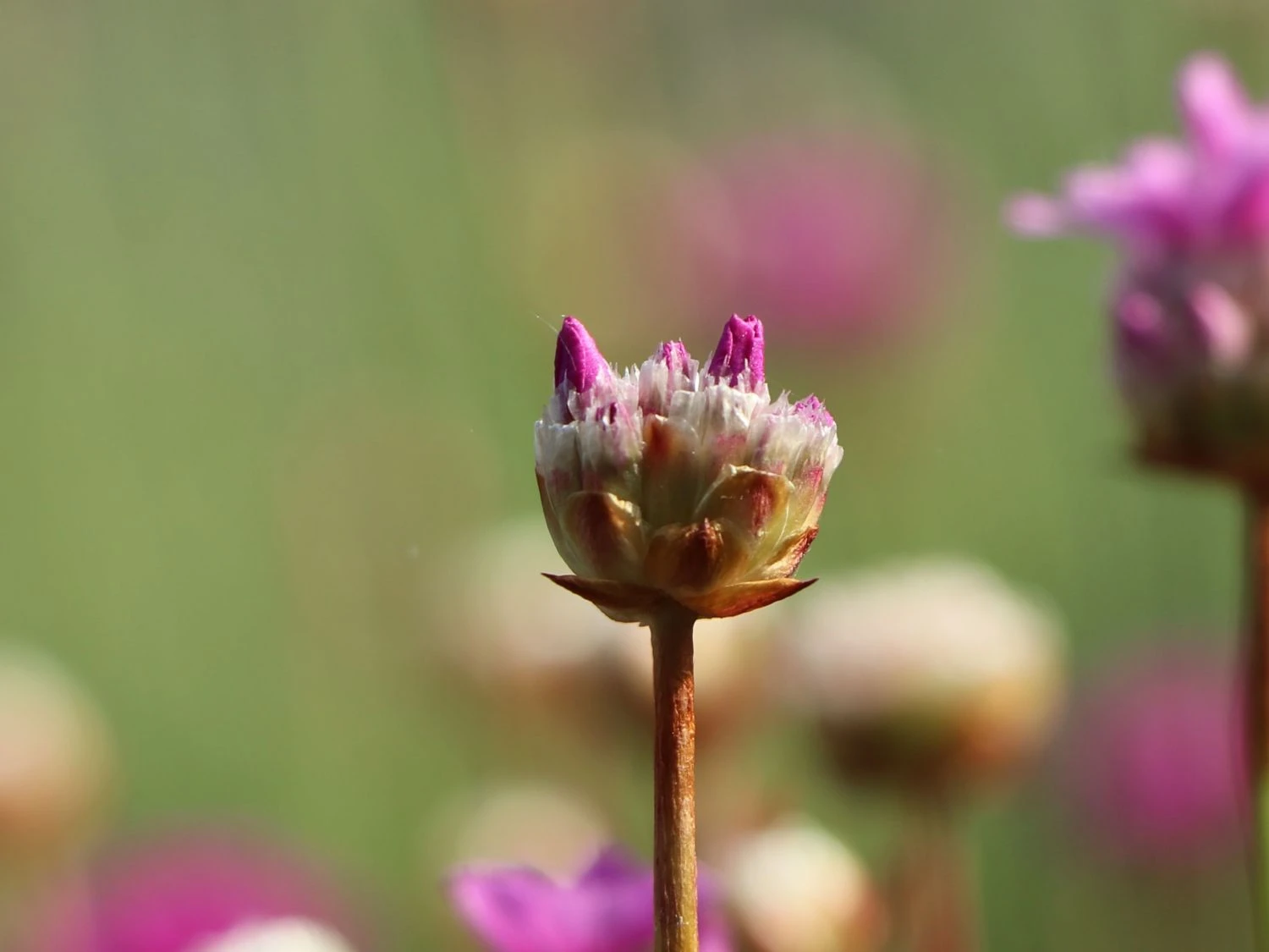 Breitblättrige Grasnelke 'Ballerina Lilac' 7 Breitblättrige Grasnelke 'Ballerina Lilac' – Bild 5