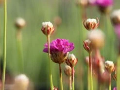 Breitblättrige Grasnelke 'Ballerina Lilac' 16 Breitblättrige Grasnelke 'Ballerina Lilac' -Günstiges Erd Seele Geschäft breitblaettrige grasnelke ballerina lilac m074081 w 4