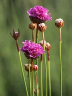 Breitblättrige Grasnelke 'Ballerina Lilac' 17 Breitblättrige Grasnelke 'Ballerina Lilac' -Günstiges Erd Seele Geschäft breitblaettrige grasnelke ballerina lilac m074081 w 5