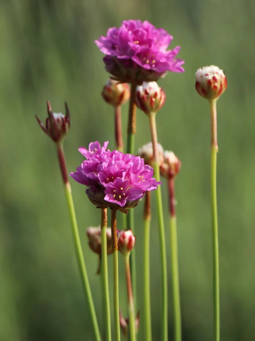 Breitblättrige Grasnelke 'Ballerina Lilac' 10 Breitblättrige Grasnelke 'Ballerina Lilac' – Bild 8