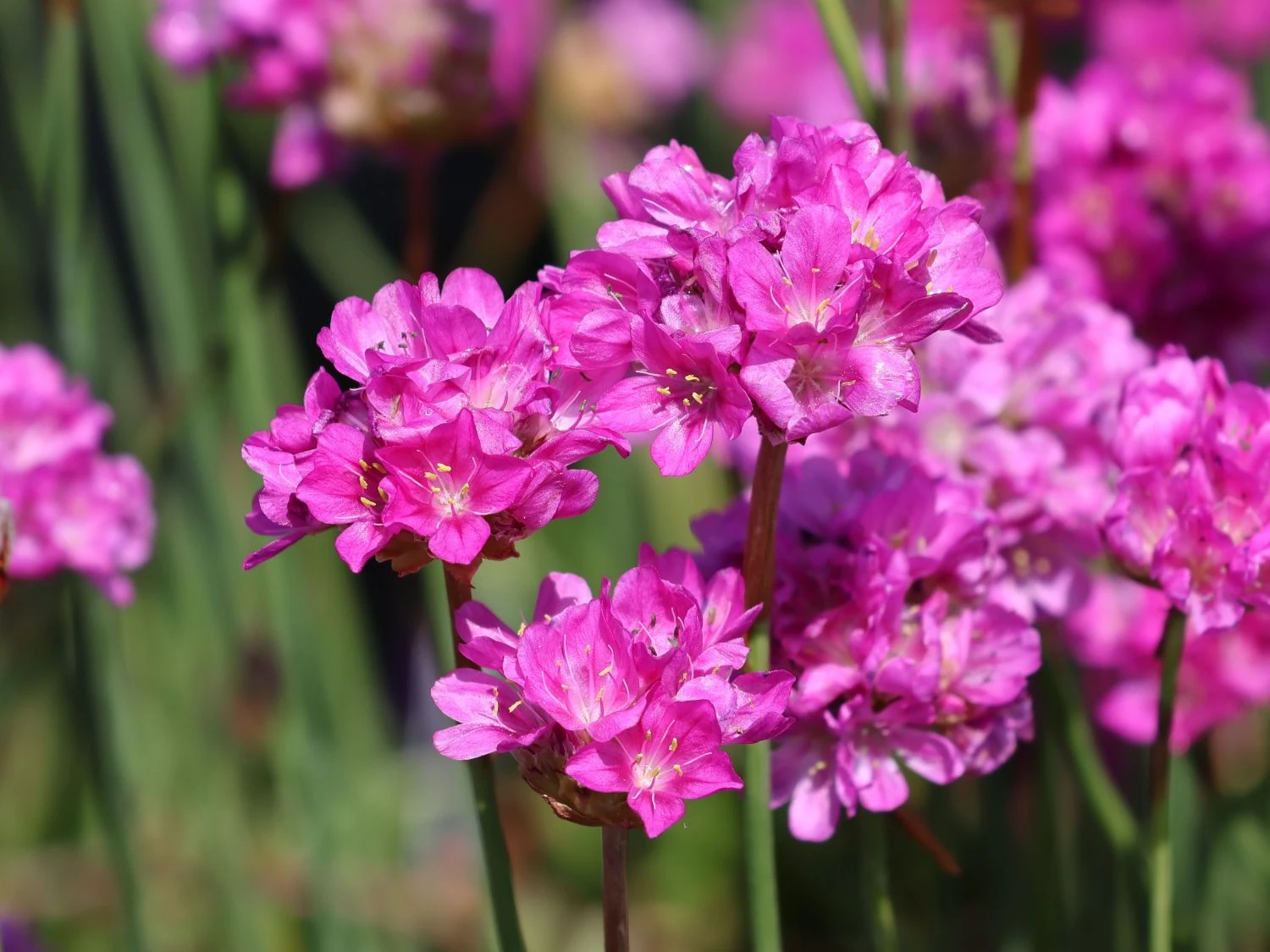 Breitblättrige Grasnelke 'Ballerina Lilac' 4 Breitblättrige Grasnelke 'Ballerina Lilac' – Bild 2