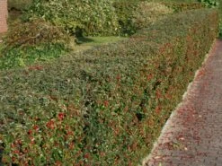 Breite Strauchmispel