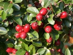 Breite Strauchmispel 16 Breite Strauchmispel -Günstiges Erd Seele Geschäft breite strauchmispel m001874 w 0