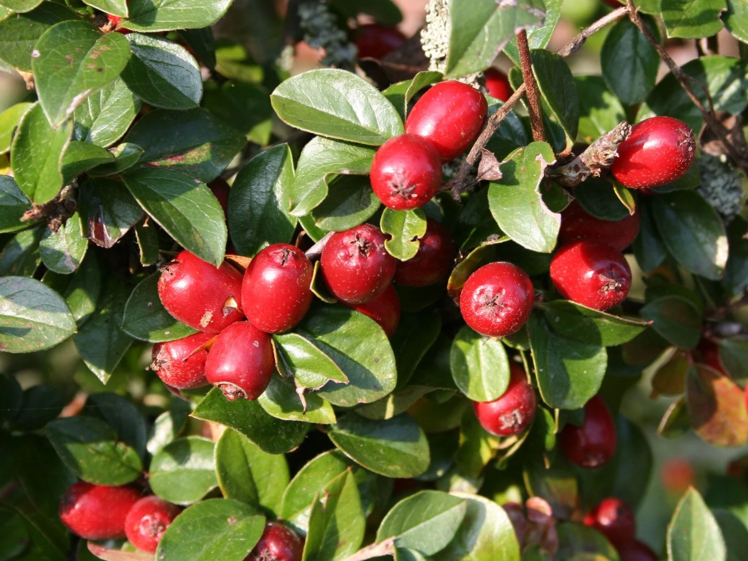 Breite Strauchmispel 8 Breite Strauchmispel – Bild 6