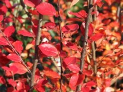 Breite Strauchmispel 13 Breite Strauchmispel -Günstiges Erd Seele Geschäft breite strauchmispel m001874 w 1