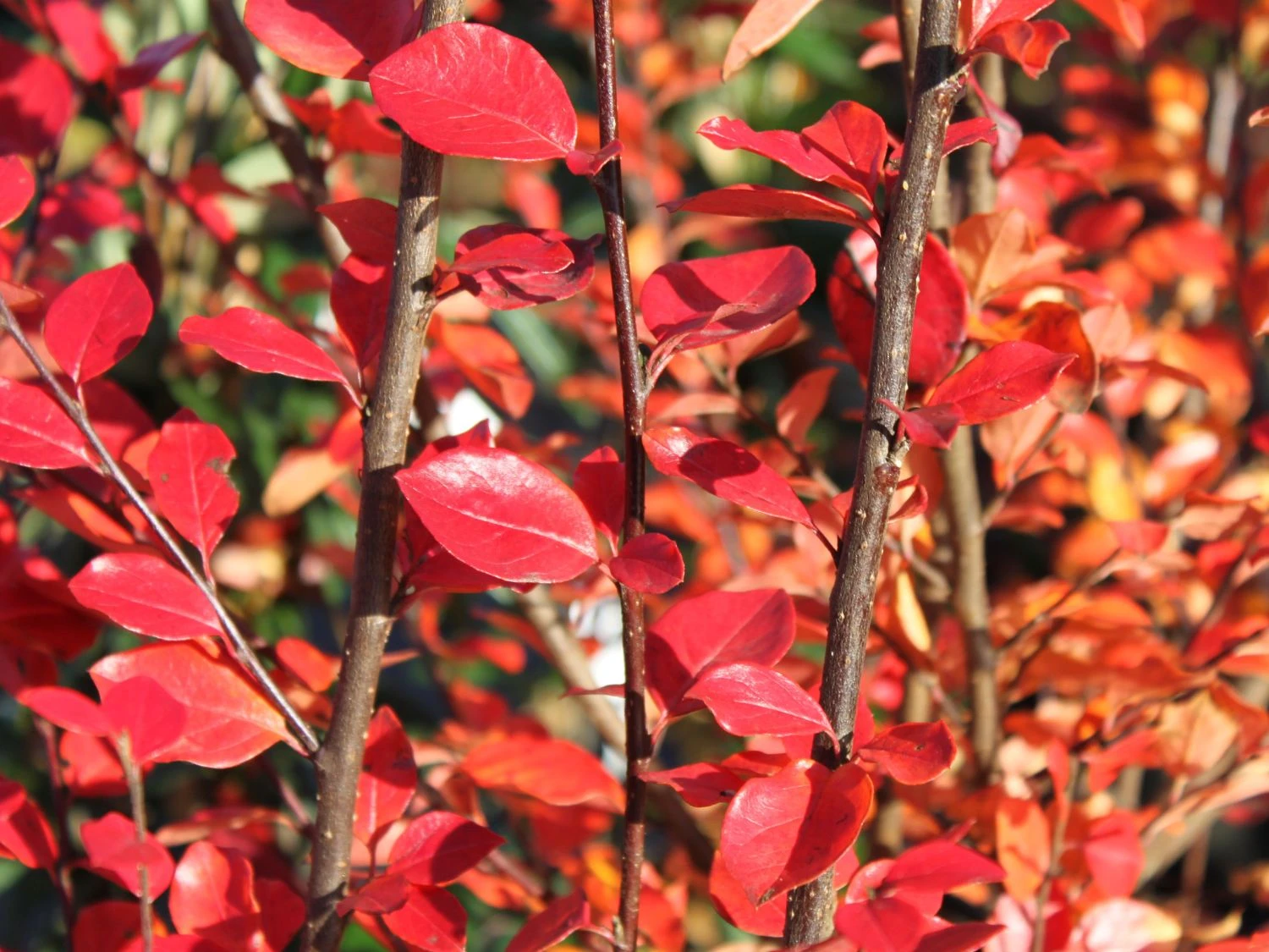 Breite Strauchmispel 5 Breite Strauchmispel – Bild 3