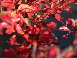 Breite Strauchmispel 14 Breite Strauchmispel -Günstiges Erd Seele Geschäft breite strauchmispel m001874 w 2