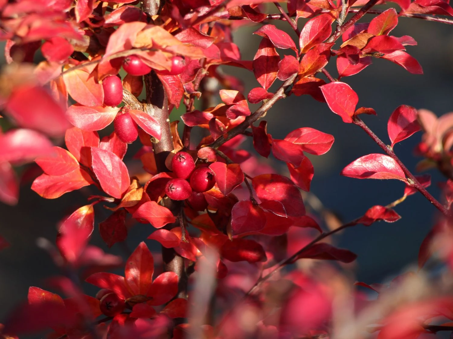 Breite Strauchmispel 6 Breite Strauchmispel – Bild 4