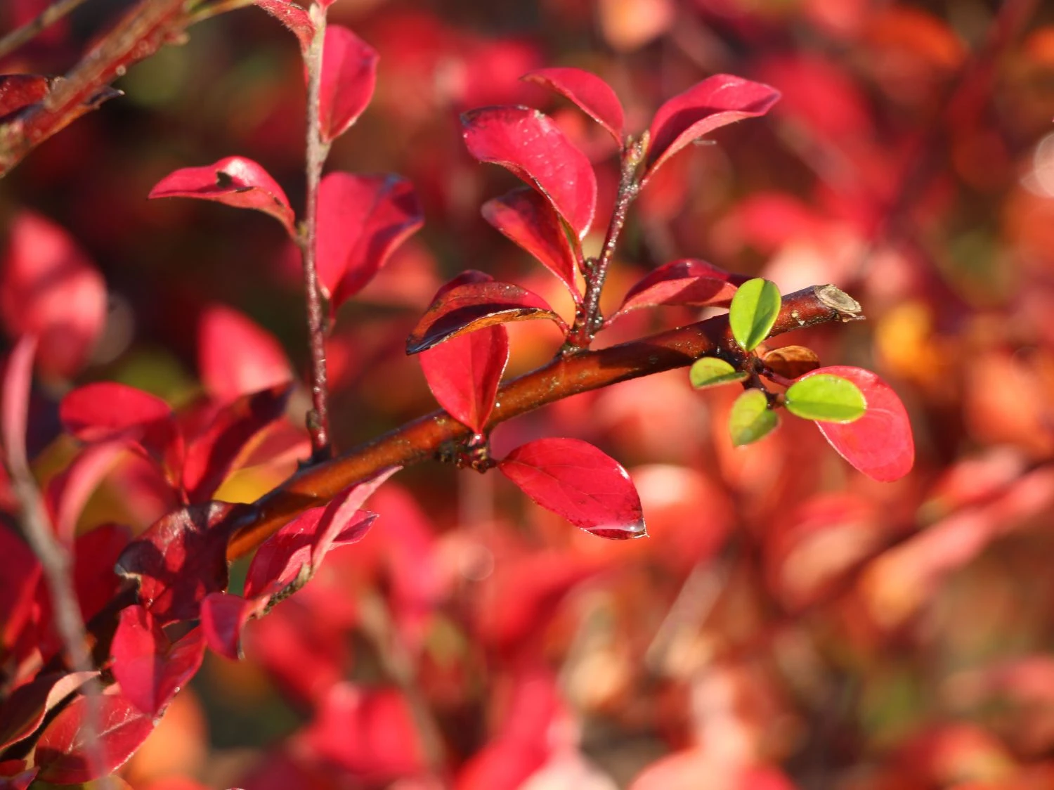 Breite Strauchmispel 9 Breite Strauchmispel – Bild 7