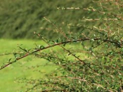 Breite Strauchmispel 18 Breite Strauchmispel -Günstiges Erd Seele Geschäft breite strauchmispel m001874 w 4