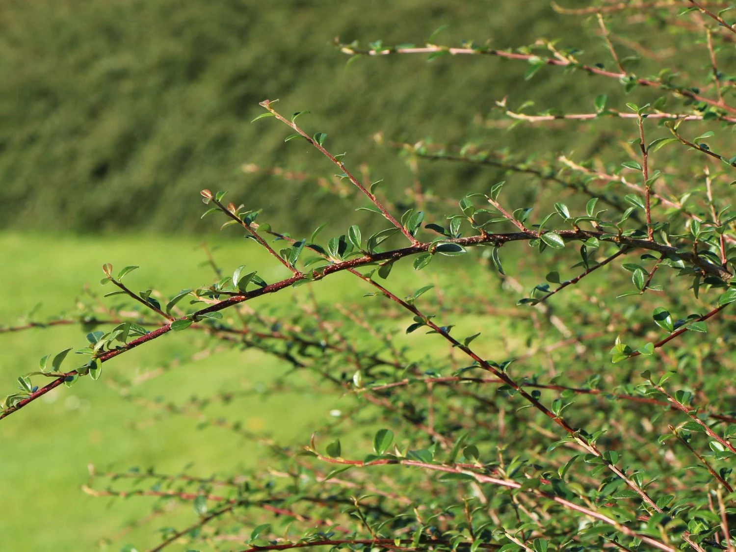 Breite Strauchmispel 10 Breite Strauchmispel – Bild 8