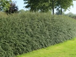 Breite Strauchmispel 15 Breite Strauchmispel -Günstiges Erd Seele Geschäft breite strauchmispel m001874 w 5