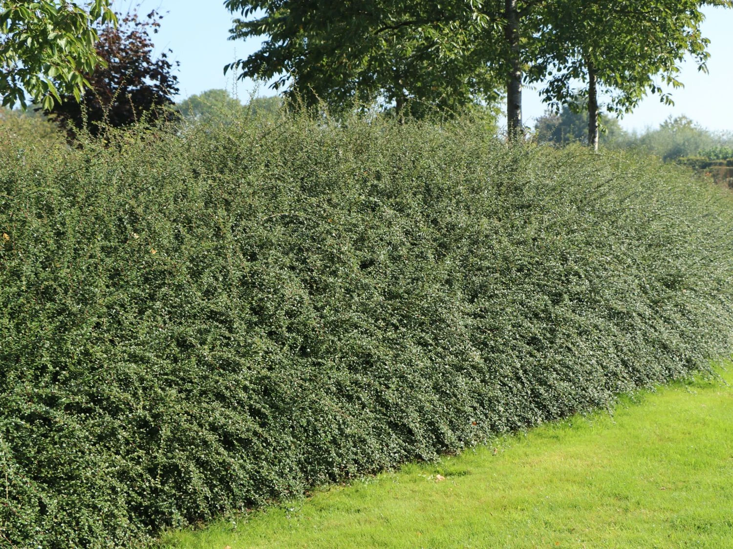 Breite Strauchmispel 7 Breite Strauchmispel – Bild 5