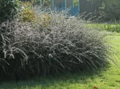 Breite Strauchmispel 19 Breite Strauchmispel -Günstiges Erd Seele Geschäft breite strauchmispel m001874 w 6