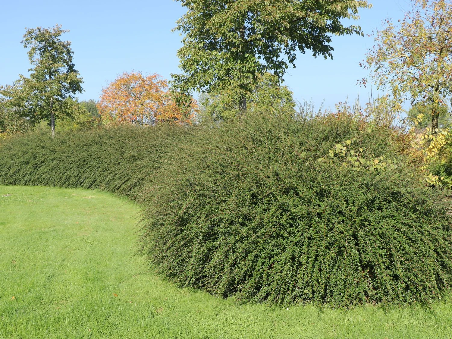 Breite Strauchmispel 4 Breite Strauchmispel – Bild 2