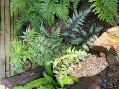 Brokatfarn 'Metallicum' / 'Pictum' -Günstiges Erd Seele Geschäft brokatfarn metallicum pictum m009159 1314638 0