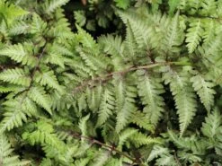 Brokatfarn 'Metallicum' / 'Pictum' -Günstiges Erd Seele Geschäft brokatfarn metallicum pictum m009159 w 0