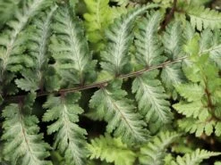 Brokatfarn 'Metallicum' / 'Pictum' -Günstiges Erd Seele Geschäft brokatfarn metallicum pictum m009159 w 1