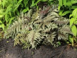 Brokatfarn 'Metallicum' / 'Pictum' -Günstiges Erd Seele Geschäft brokatfarn metallicum pictum m009159 w 2