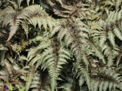 Brokatfarn 'Metallicum' / 'Pictum' -Günstiges Erd Seele Geschäft brokatfarn metallicum pictum m009159 w 3